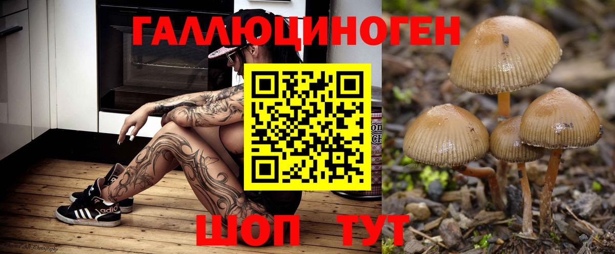 Долгопрудный  магазин    Вход с VPN  Галлюциногенные грибы мицелий 